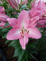 [5372 Crosser VZ No01.JPG]